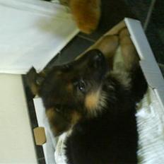 Schæferhund '''''''AMI¨'''''''''