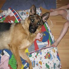 Schæferhund '''''''AMI¨'''''''''