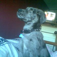 Blanding af racer Diablo