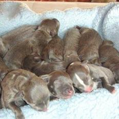 Staffordshire bull terrier (¯`´·.¸ Rocky ¸.·´´¯)