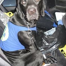 Labrador retriever Buzz (Himmel Hund)