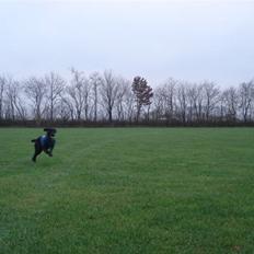 Labrador retriever Buzz (Himmel Hund)