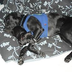 Labrador retriever Buzz (Himmel Hund)