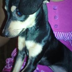 Blanding af racer Pomfrit