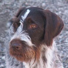 Ruhåret hønsehund Porsemosens D.Tina