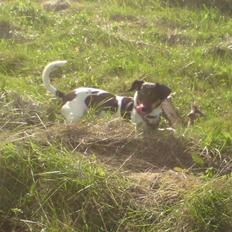 Dansk svensk gaardhund MILLE