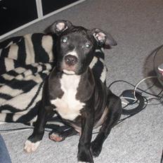 Amerikansk staffordshire terrier Kaoz