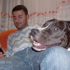 Amerikansk staffordshire terrier alio