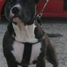 Amerikansk staffordshire terrier alio