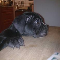 Olde victorian bulldogge Virup´s Gates (aka Bøf)