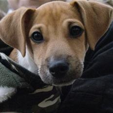 Jack russell terrier Aristo