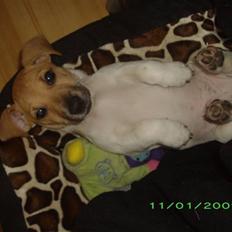 Jack russell terrier Aristo