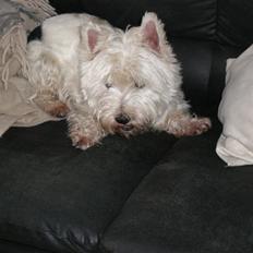 West highland white terrier Mille