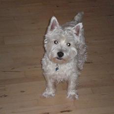 West highland white terrier Zaki