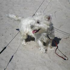 West highland white terrier Zaki