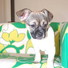 Blanding af racer Trixie <3 SOLGT :')