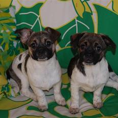 Blanding af racer Trixie <3 SOLGT :')