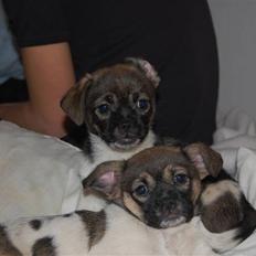 Blanding af racer Cassie <3