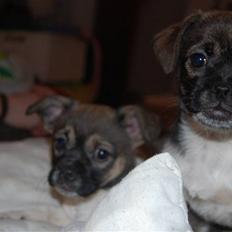 Blanding af racer Cassie <3