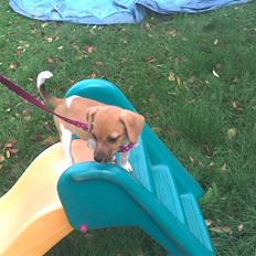 Dansk svensk gaardhund Tasja