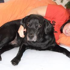 Labrador retriever Buster