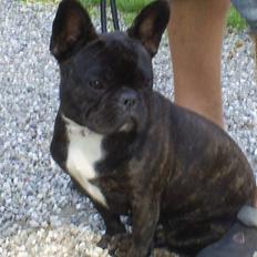 Fransk bulldog Nuser Schneider 