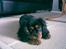 Cavalier king charles spaniel Nala - 3,5 mdr