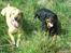 Labrador retriever Laurs RIP
