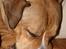 Blanding af racer Cookie RIP - Puttehund