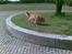 Golden retriever Cæsar R.I.P min stjerne