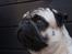 Mops Frodo!(: - Frodo..