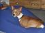 Basenji Tikko