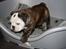 Engelsk bulldog All Inclusive - Daimi - 10 uger