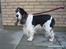 Cocker spaniel Barleys Tippe