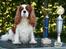 Cavalier king charles spaniel Popeye - Popeye med et par fine pokaler.