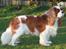 Cavalier king charles spaniel Popeye - Popeye holder øje med "tøserne".