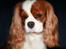 Cavalier king charles spaniel Popeye - SUK, her skal jeg være fotogen!!!!