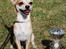 Chihuahua Marley - Marley med sin forste SL pokal <3