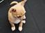 Chihuahua Marley - Dejlige Marley som hvalp (8 uger)
