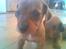 Gravhund bella