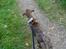 Blanding af racer Diva himmelhund