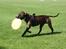 Amerikansk staffordshire terrier Tiger - Tiger på banen med en frisbee (staves) :D