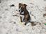 Amerikansk staffordshire terrier Tiger - Tiger på karrebæk strand..