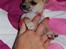 Chihuahua Marley - dejlige Marley elsker at blive nusset 