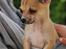 Chihuahua Marley - smukke Marley som hvalp
