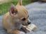 Chihuahua Marley - lille Marley, som ik er særlig gammel på dette billede :)