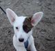 Welsh corgi cardigan Corgihusets Britney 