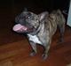 Fransk bulldog Tiger