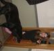 Labrador retriever Pan<333 R.I.P:( D.9/10-10