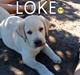Labrador retriever Aalflasker Yellows Loke
